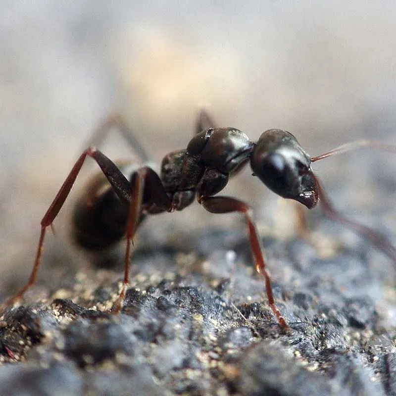 A close-up, side profile of a dark brown ant standing on a textured, grey stone surface.