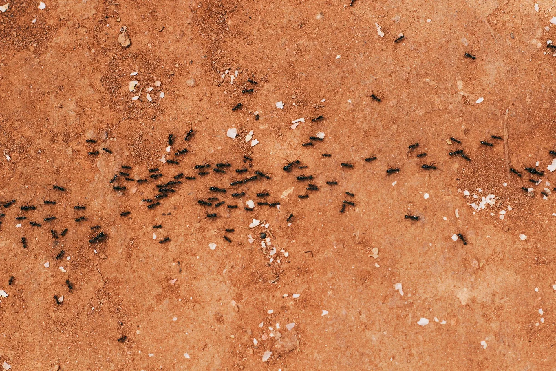 effective ant control strategies Phoenix