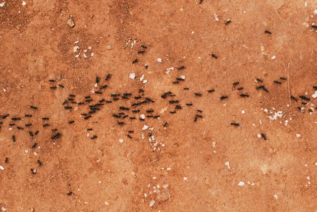 effective ant control strategies Phoenix