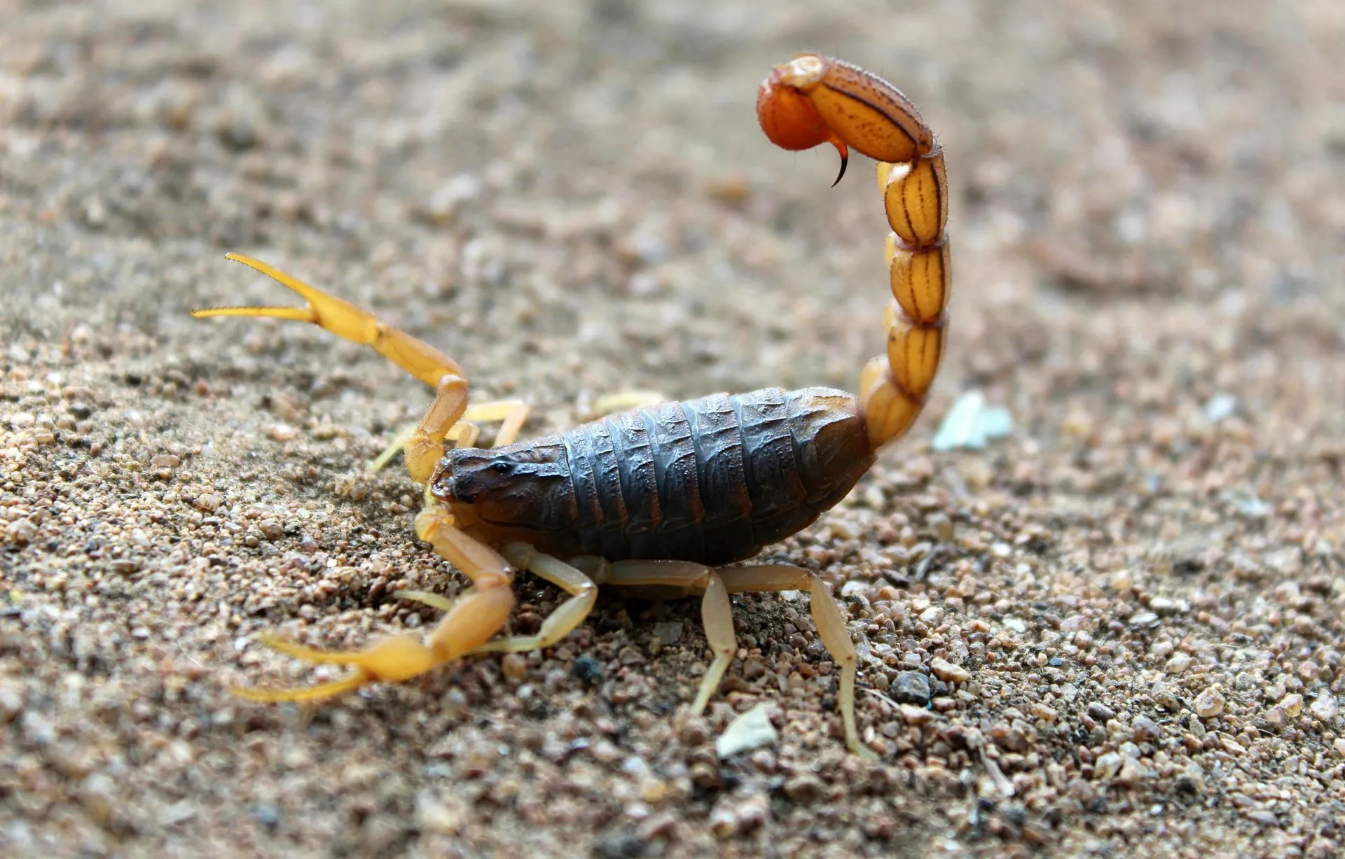 professional pest control solutions in Phoenix, AZ.