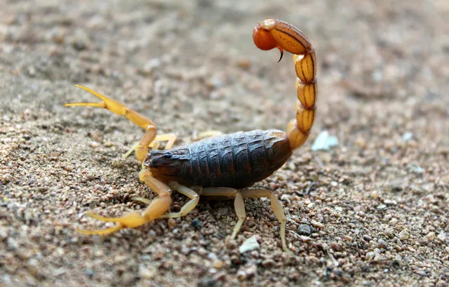 professional pest control solutions in Phoenix, AZ.