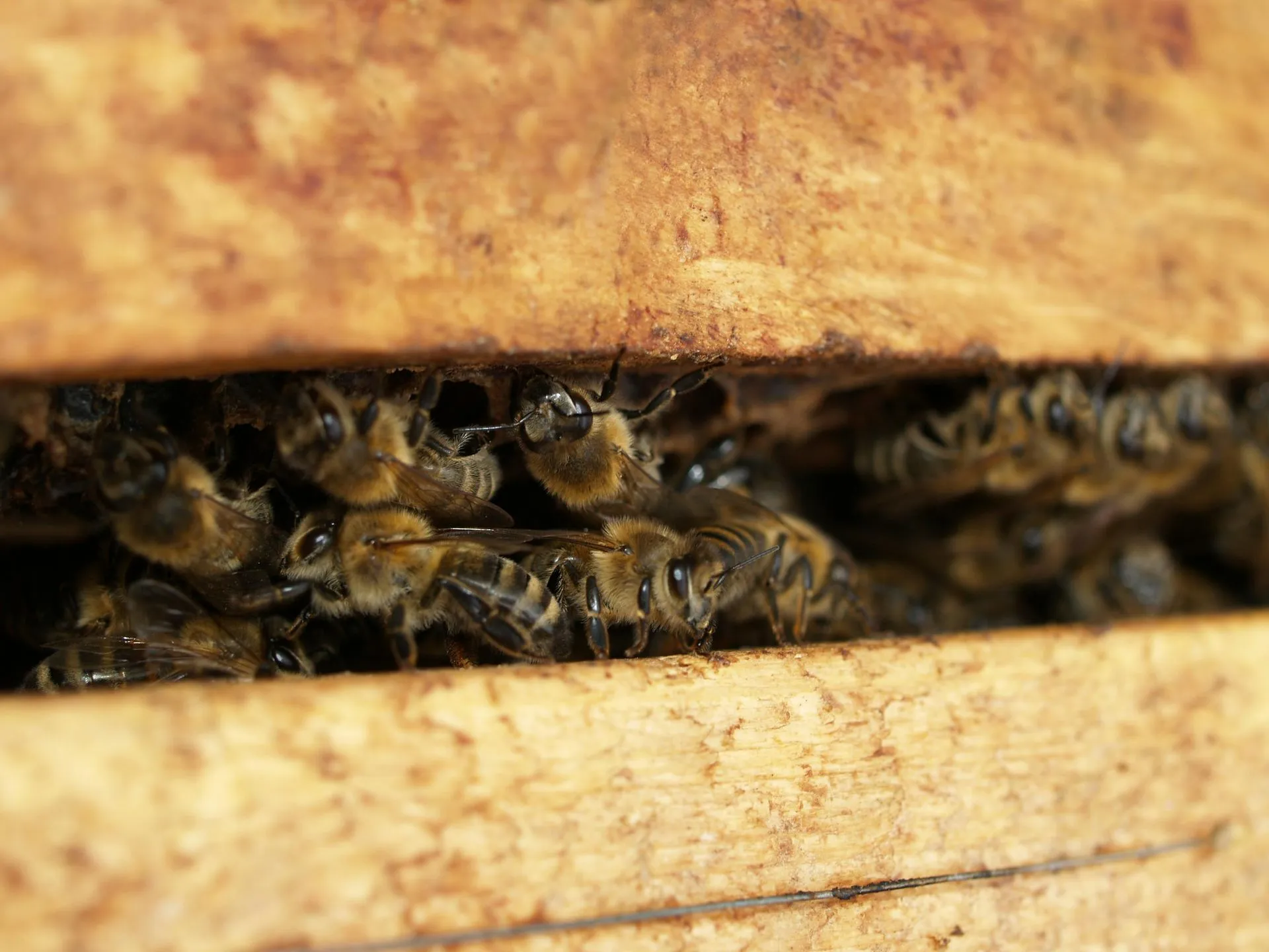expert carpenter bee control in Greater Phoenix