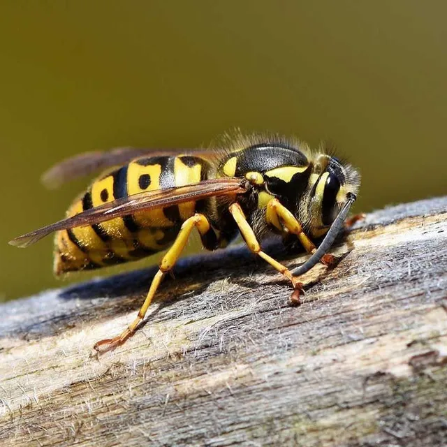A yellow and black wasp perched on a weathered wooden surface against a blurry, muted green background.