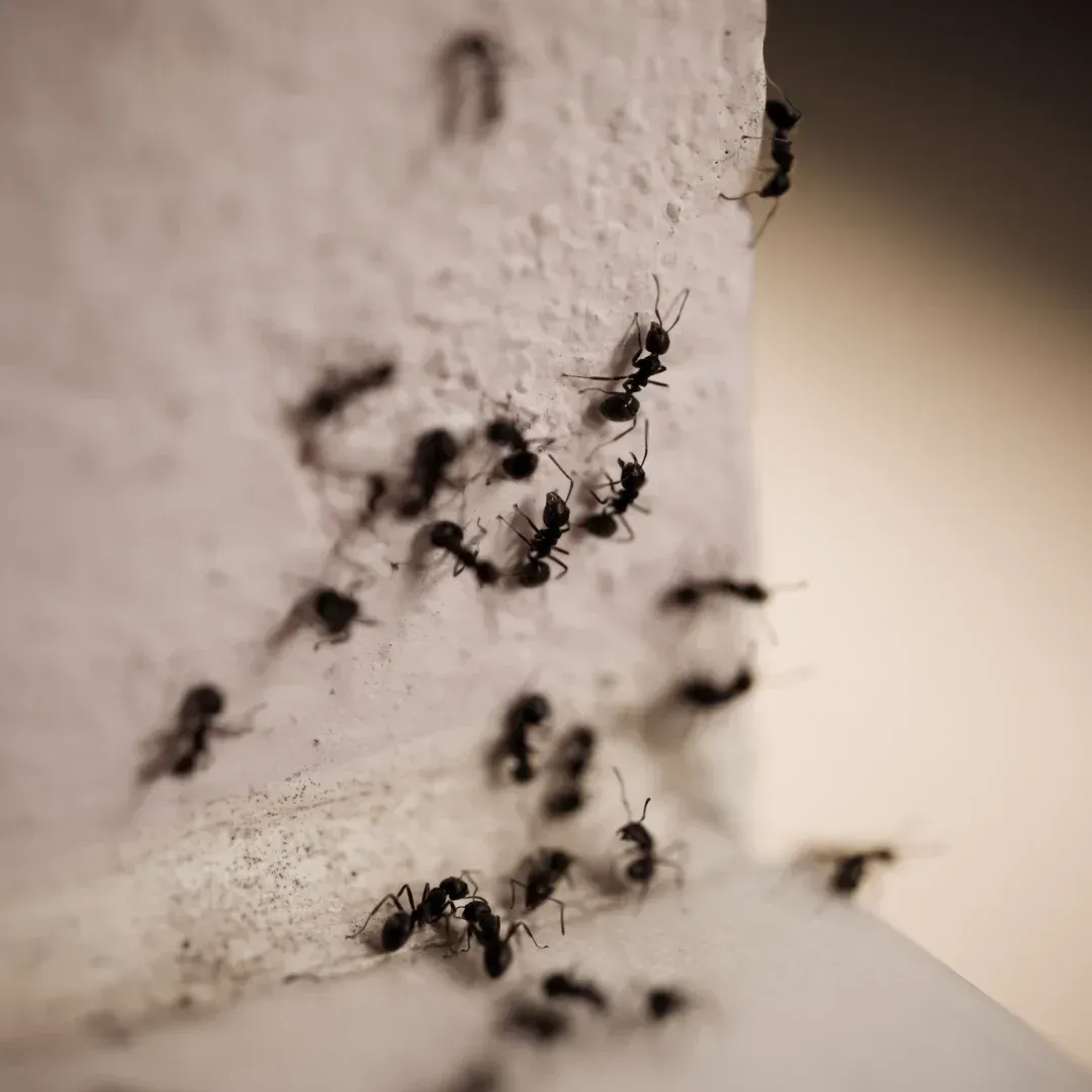 Black ants clustered on a white wall near a corner.