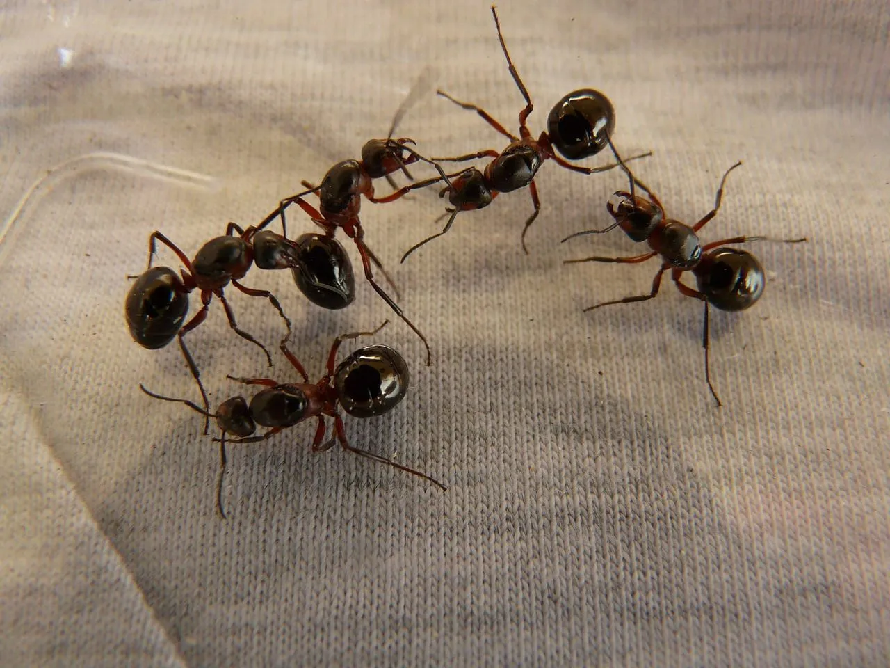 professional ant pest control in Phoenix 