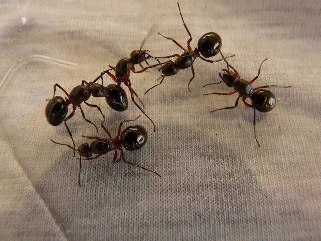 professional ant pest control in Phoenix 