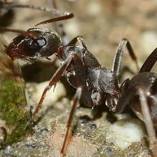 A close-up, side profile of a dark brown ant on a textured, sandy ground surface.