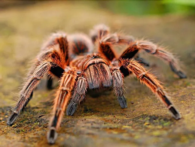A close-up, front-facing view of a hairy, orange-brown tarantula standing on a textured, earthy surface.