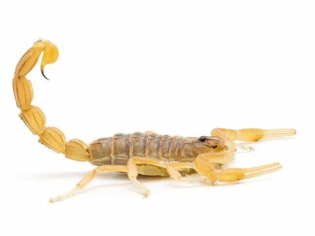 A light-brown scorpion shown in profile, facing right with its tail curved upward, isolated against a white background.