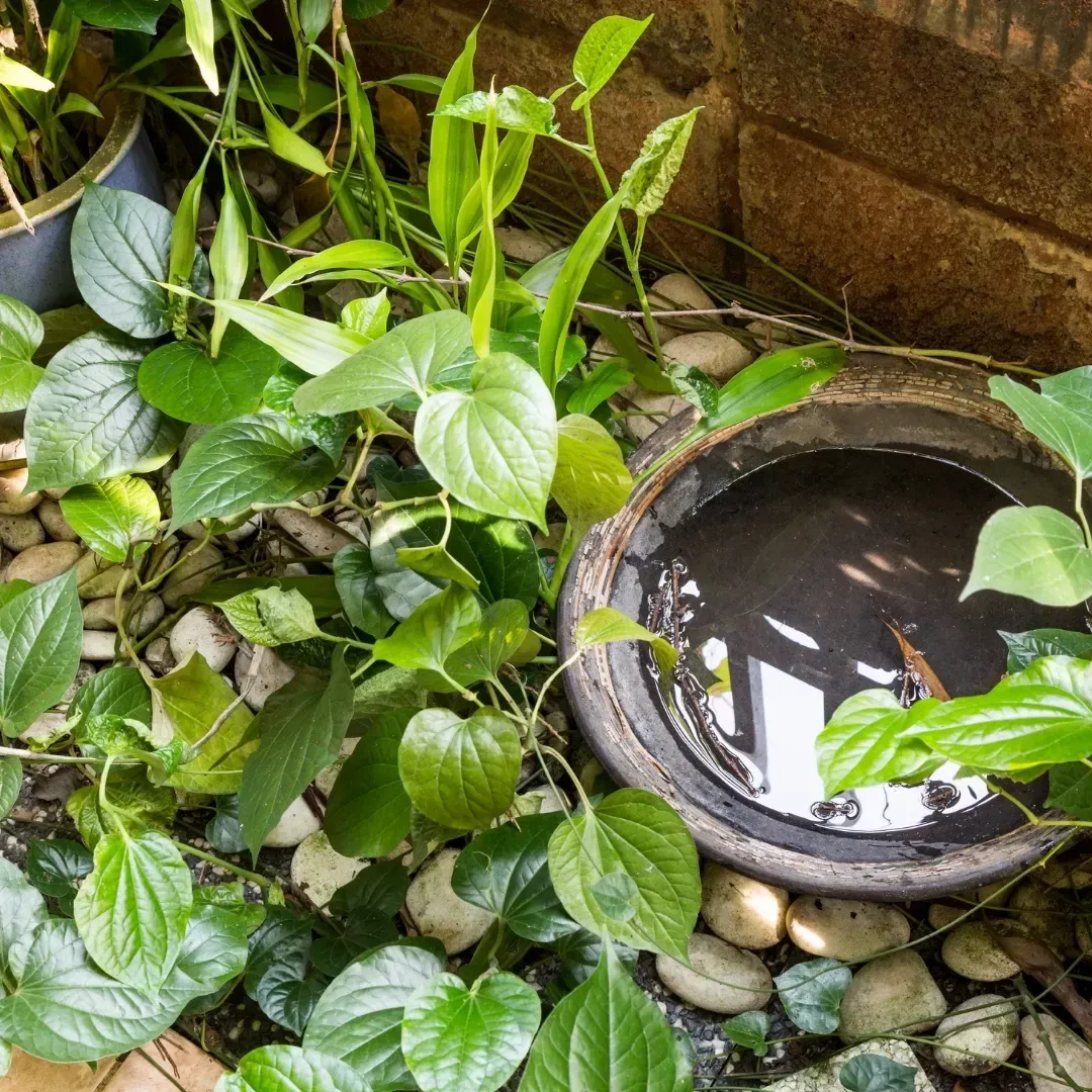 Potted green plants around a stone basin filled with water in a small garden corner