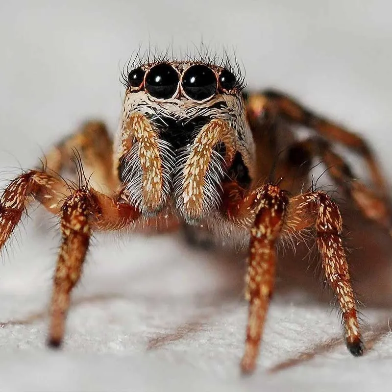 A macro, front-facing view of a hairy jumping spider with large, dark eyes and tan, patterned legs against a pale background.