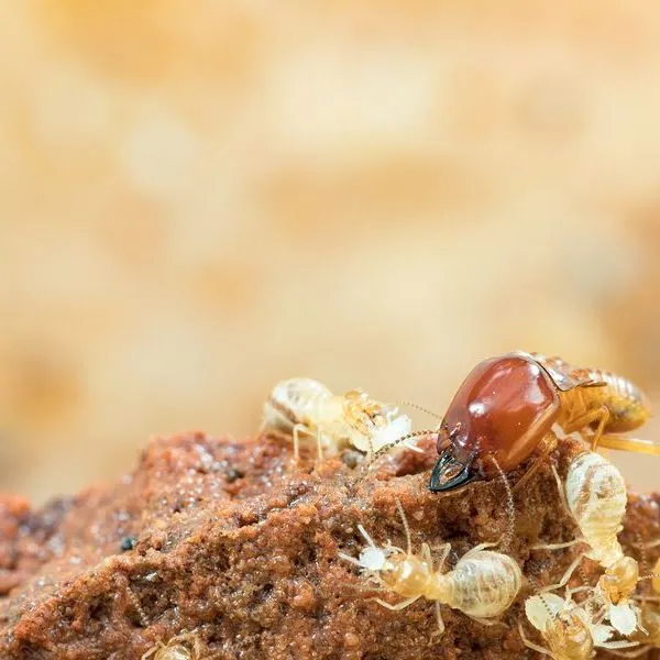 A large, reddish-brown termite soldier with prominent mandibles standing over several smaller, pale worker termites.