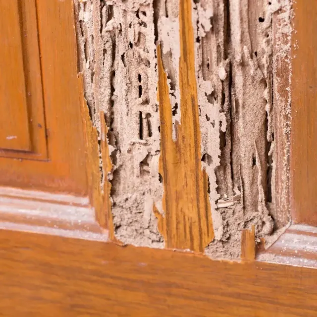 Severe termite damage inside wooden trim found during a Phoenix termite inspection