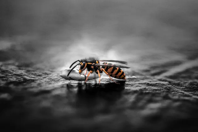 A black and white photo of a wasp sitting on a rock.